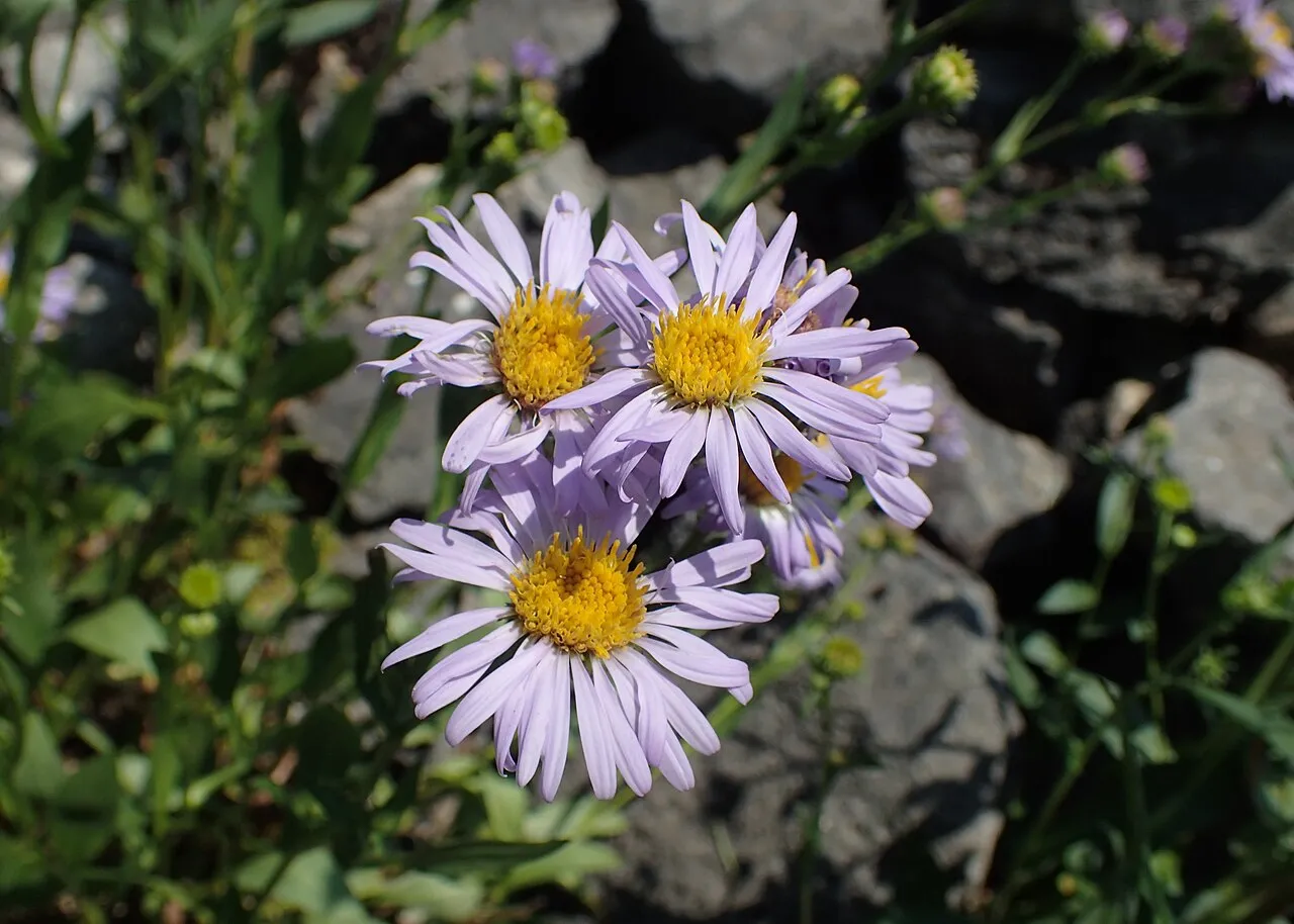 Parry's Aster (var. parryi) — photo by Krzysztof Ziarnek, Kenraiz