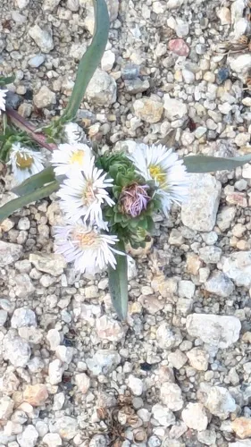 Short-rayed Alkali Aster — photo by bibmik