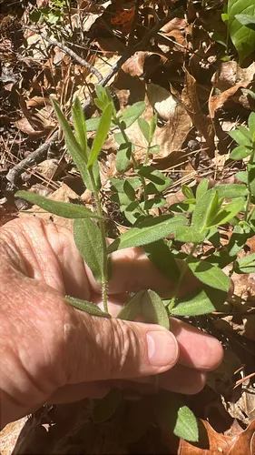 Largeflower Aster — photo by Alan Weakley
