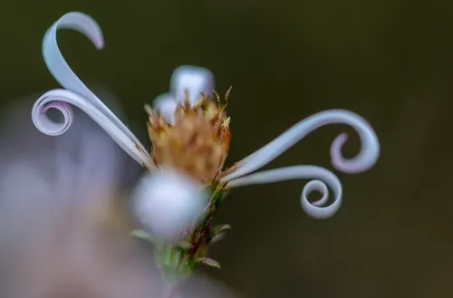Hall's Aster — photo by Zachary Sun Monen