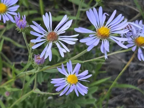 Lyall Aster — photo by Craig Martin