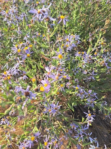 Jessica's Aster — photo by oliviahallquist