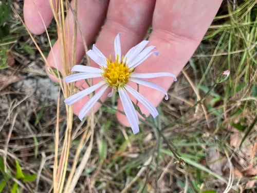 Kral's Aster — photo by James K. Wetterer