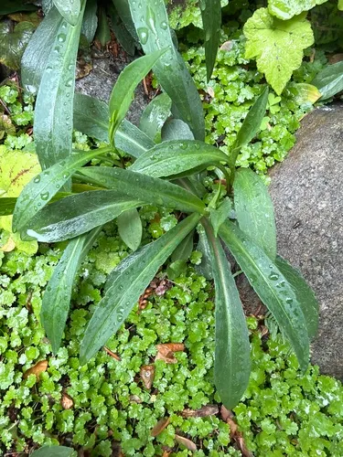 White Panicle Aster (var. hesperium)