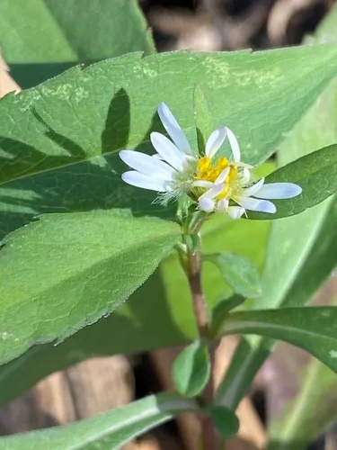 Bottomland Aster — photo by sbrockway