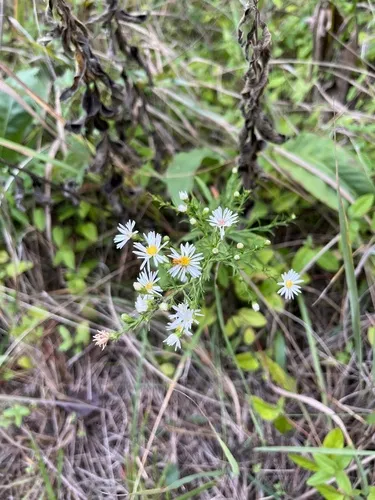 Smallhead Aster — photo by alaniscool