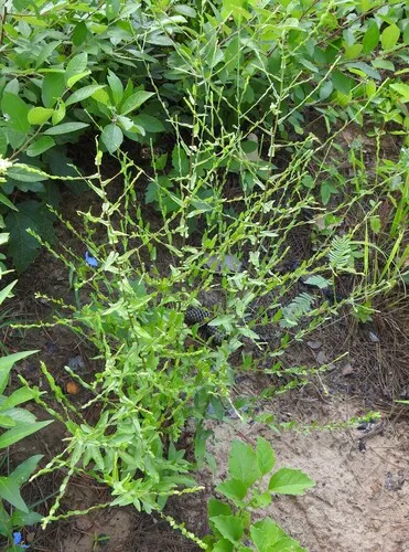 Late Purple Aster (var. patens)