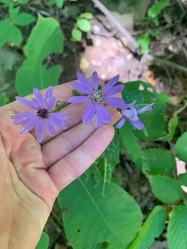 Thinleaf Late Purple Aster — photo by endersmoothie