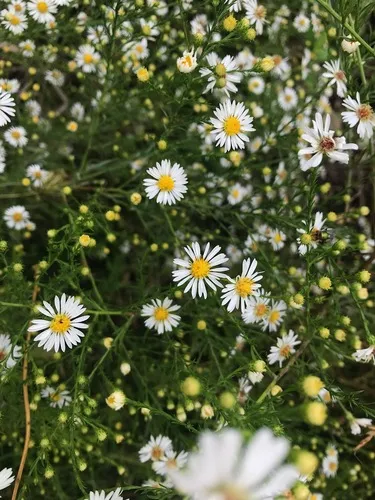Hairy White Oldfield Aster — photo by avaniralhan
