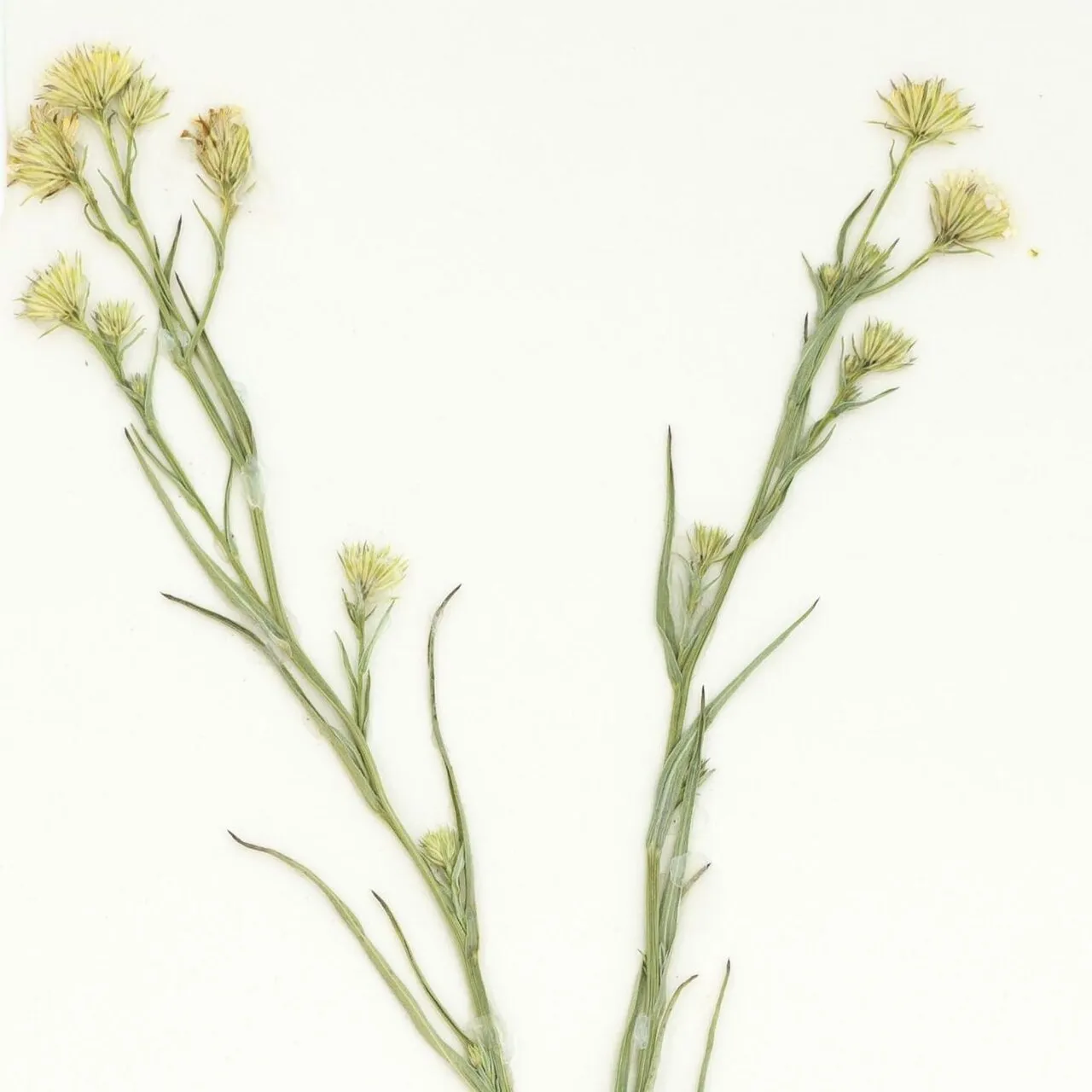 Santa Rita Mountain Aster — photo by Northern Arizona University
