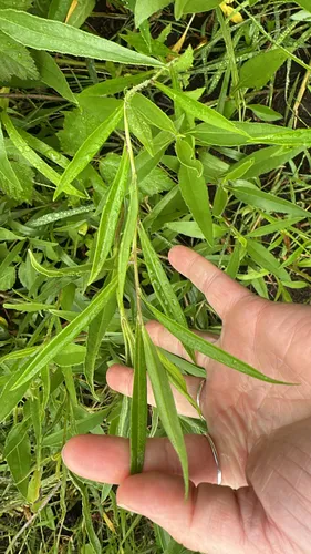 Willowleaf Aster — photo by dj_lil_bluestem