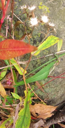 Crookedstem Aster