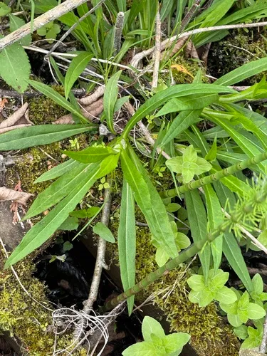 Purplestem Aster
