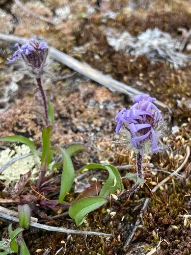 Pygmy Aster — photo by pandbmom
