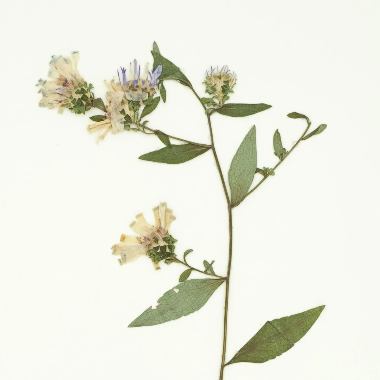 Rigid Whitetop Aster — photo by The New York Botanical Garden