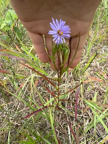 Longleaf Aster — photo by Christian Tibaudo