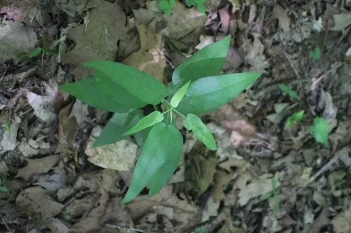Short's Aster — photo by Dakota Parish