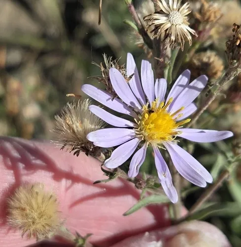 Western Mountain Aster — photo by John Waidner