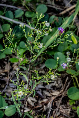 Southeastern Annual Saltmarsh Aster