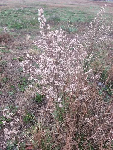 Eastern Annual Saltmarsh Aster