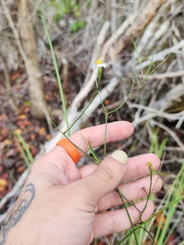 Perennial Saltmarsh Aster — photo by dakoda