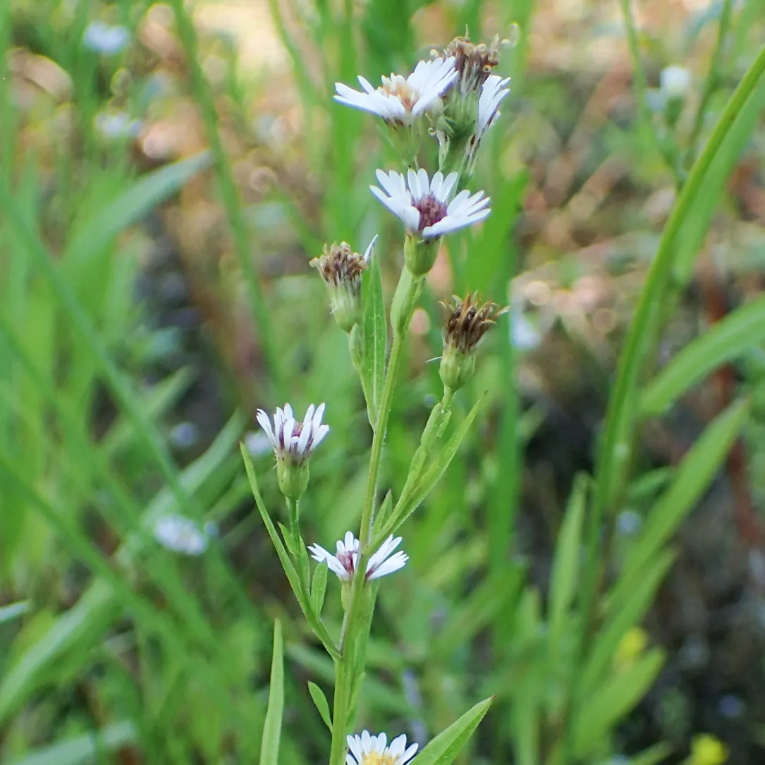 Shore Aster — photo by bobkennedy