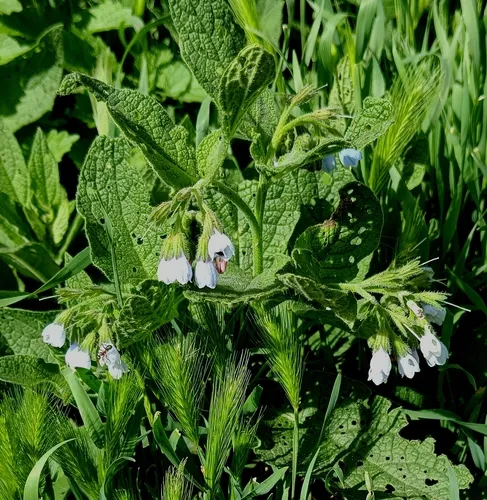 Prickly Comfrey