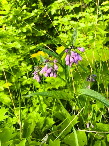 Common Comfrey