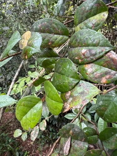 Nispero Cimarron