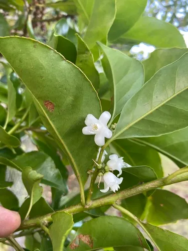 Broad-leaf Sweetleaf