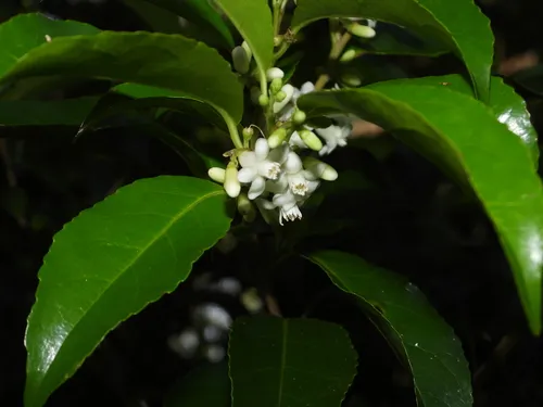 Martinique Sweetleaf
