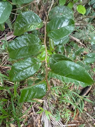 Aceitunilla