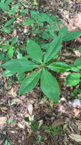 Common Sweetleaf