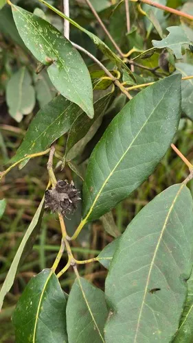 Turpentine Tree — photo by Petra Holland