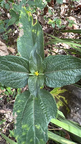 Nodeweed