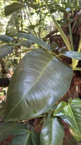 Arrowhead Vine