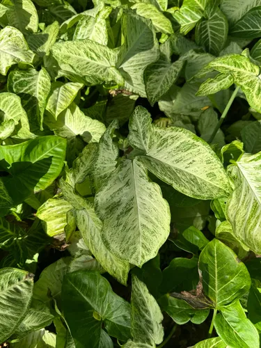 American Evergreen