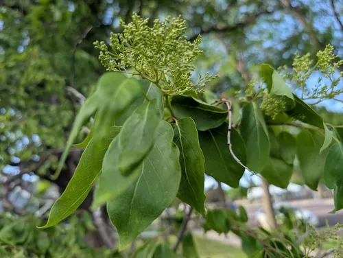 Japanese Tree Lilac — photo by Jeff D Hansen