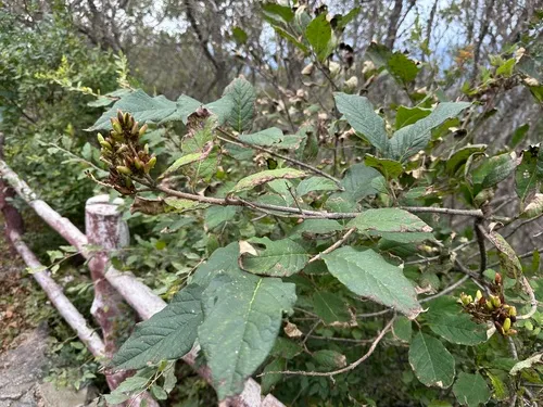 Villous Lilac