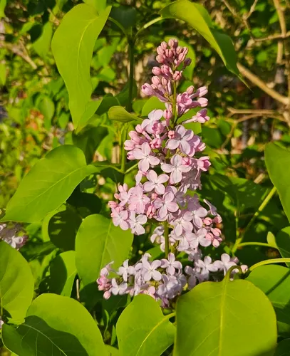 Common Lilac