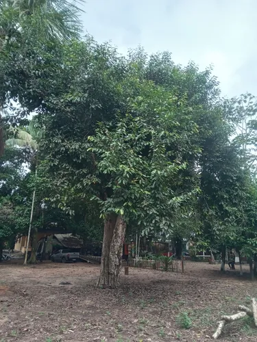Java Plum