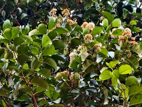 Sea Apple