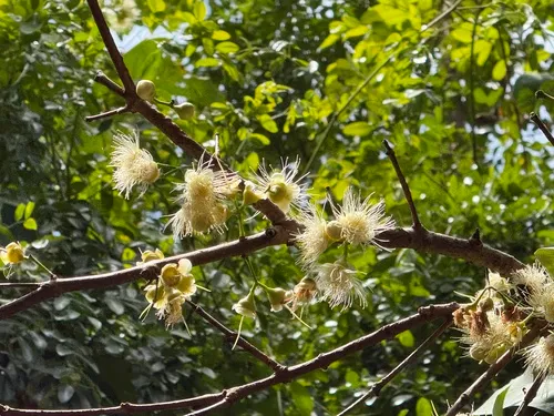 Malabar Plum