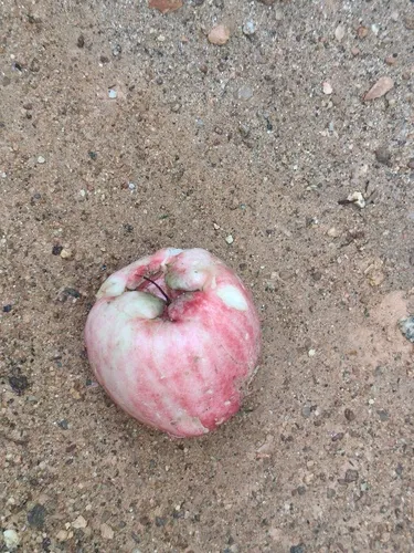 Malaysian Apple