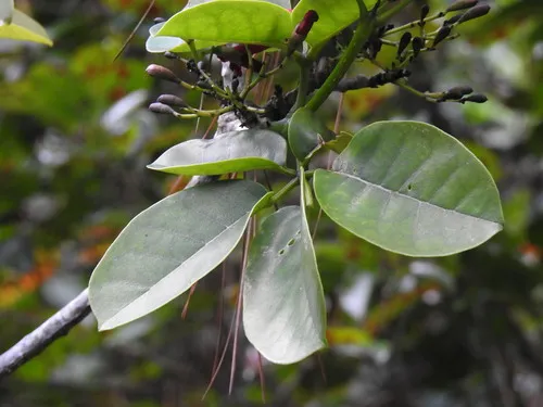 Roble Cimarron