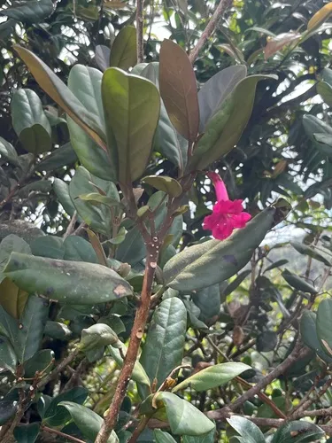 Roble De Sierra