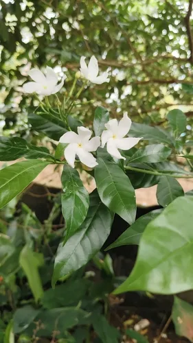 Pinwheelflower
