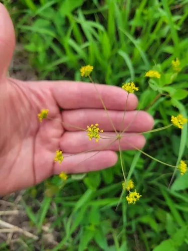 Yellow Pimpernel — photo by Cooper