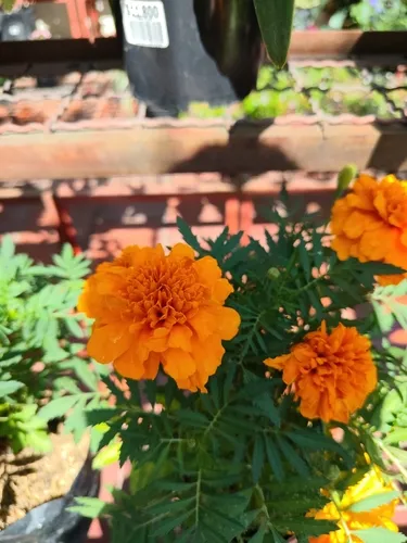 Aztec Marigold