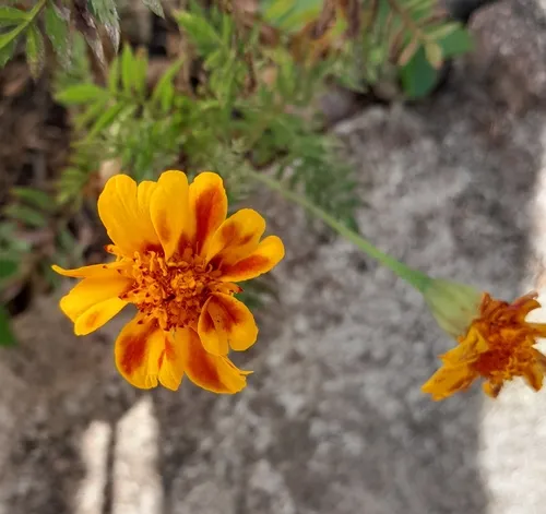 French Marigold